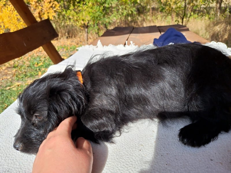 Libby, feinfühliges Welpenmädchen, ca. 3 Monate, ca. 26 cm, ca. 4 kg