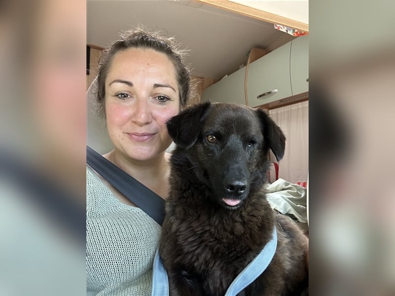 Brownie, lebensfroher Rüde, ca. 3 Jahre, ca. 30 cm, ca. 9 kg Brownie, lebensfroher Rüde, ca. 3 Jahre, ca. 30 cm, ca. 9 kg