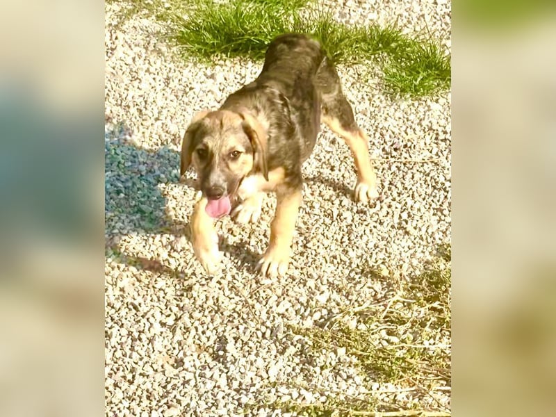 Xenia, schüchterne Schönheit, ca. 1 Jahr, ca. 38 cm, ca. 14 kg