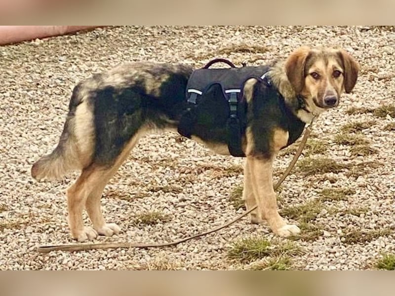 Xenia, schüchterne Schönheit, ca. 1 Jahr, ca. 38 cm, ca. 14 kg