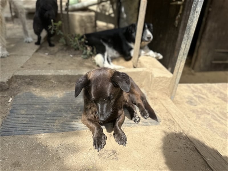 Brownie, lebensfroher Rüde, ca. 3 Jahre, ca. 30 cm, ca. 9 kg Brownie, lebensfroher Rüde, ca. 3 Jahre, ca. 30 cm, ca. 9 kg
