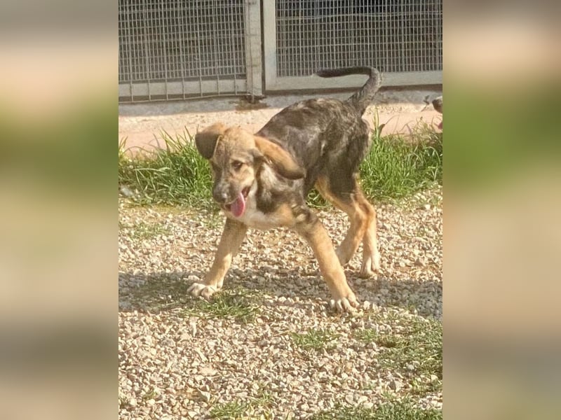 Xenia, schüchterne Schönheit, ca. 1 Jahr, ca. 38 cm, ca. 14 kg