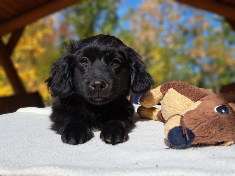 Luna, entdeckungsfreudiges Welpenmädchen, ca. 3 Monate, ca. 26 cm, ca. 4 kg