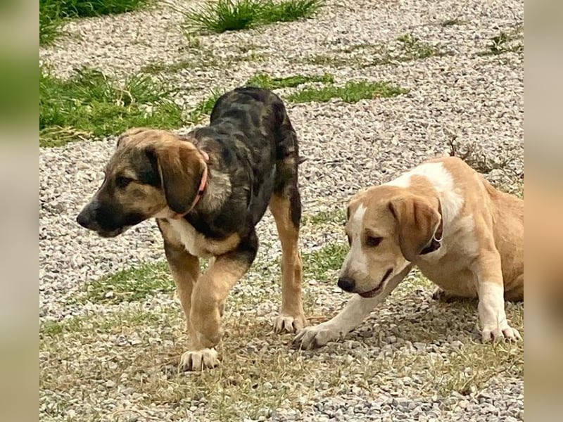 Xenia, schüchterne Schönheit, ca. 1 Jahr, ca. 38 cm, ca. 14 kg