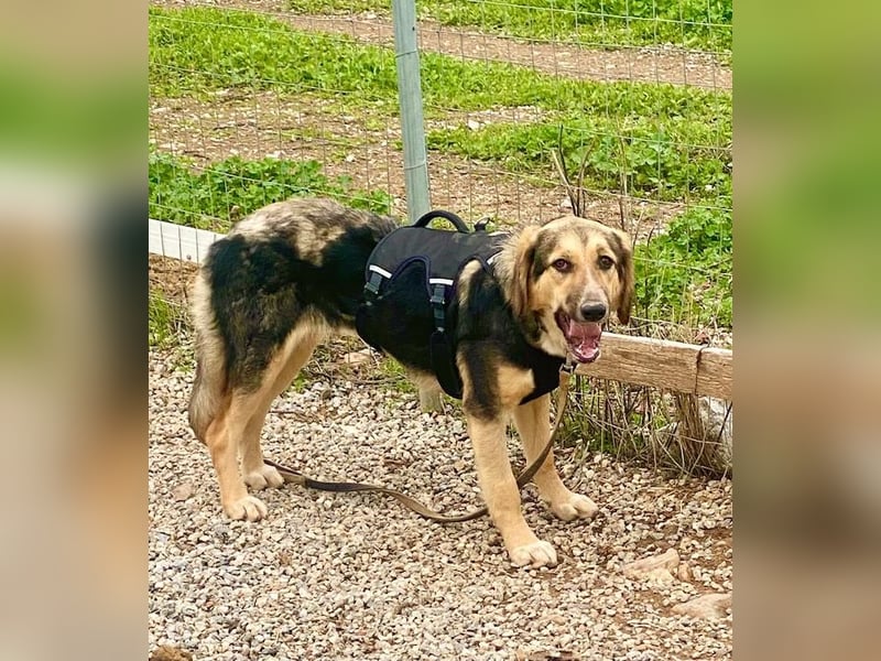 Xenia, schüchterne Schönheit, ca. 1 Jahr, ca. 38 cm, ca. 14 kg