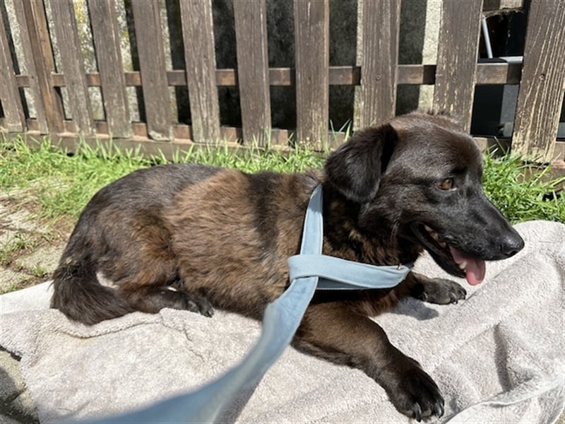 Brownie, lebensfroher Rüde, ca. 3 Jahre, ca. 30 cm, ca. 9 kg Brownie, lebensfroher Rüde, ca. 3 Jahre, ca. 30 cm, ca. 9 kg