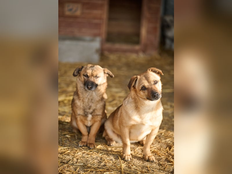 Tiny sucht das Glück