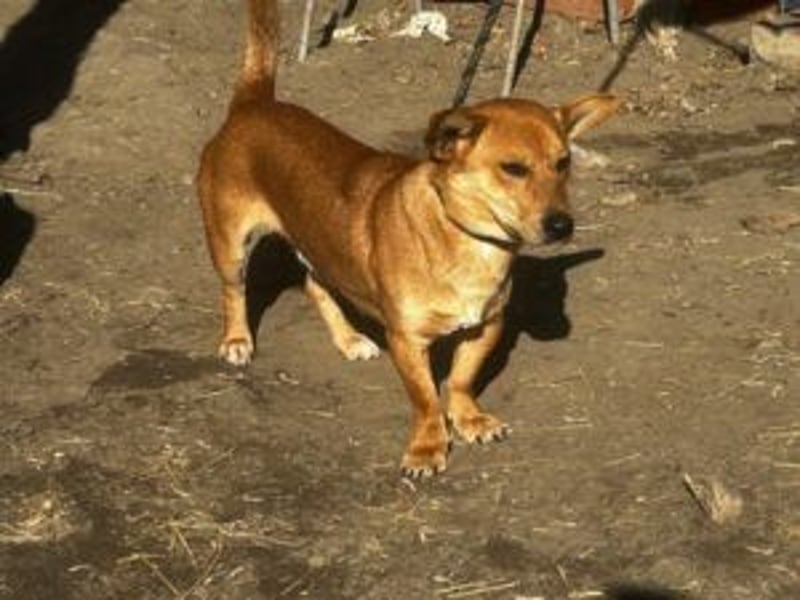 Charly, neu im Tierheim sucht ein schönes Zuhause