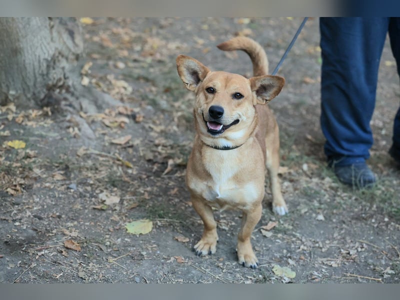 Charly sucht ein schönes Zuhause