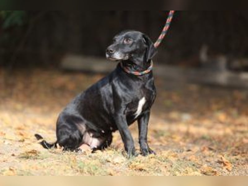 Kristina - Freundlicher Jagdhundmix sucht ein aktives Zuhause