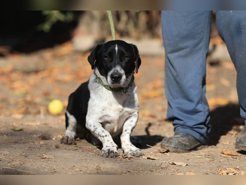 Grisu, toller Kerl im Tierheim, sucht sichere Menschen