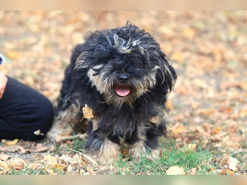 Angsthündin Happy sucht Ihren Lieblingsmenschen