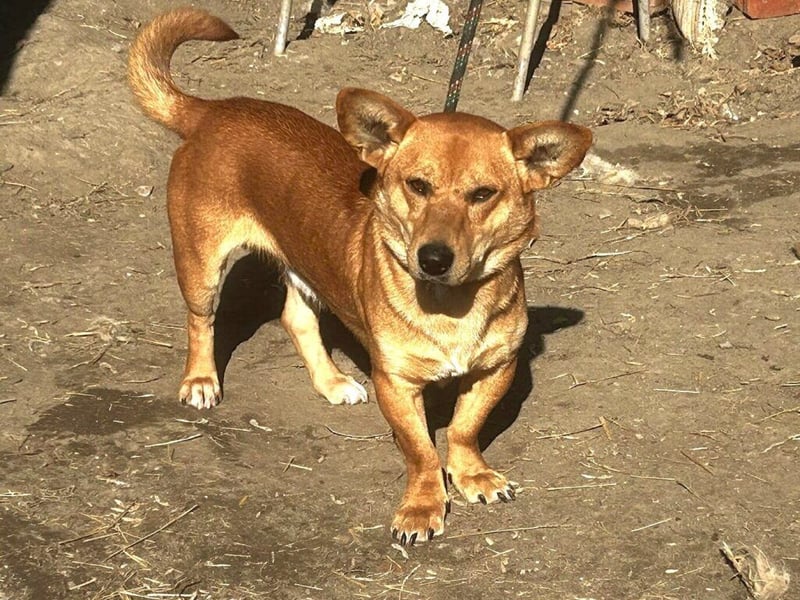 Charly, neu im Tierheim sucht ein schönes Zuhause