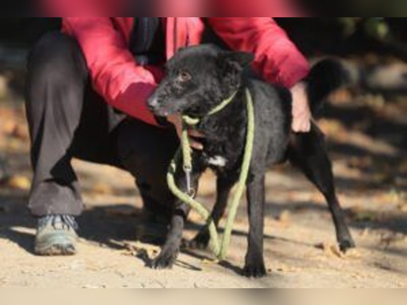 Bruno, lebenslustiger aufmerksamer Kuschelbär