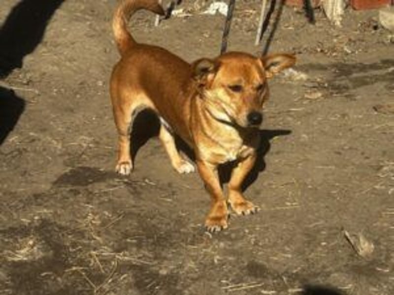 Charly, neu im Tierheim sucht ein schönes Zuhause