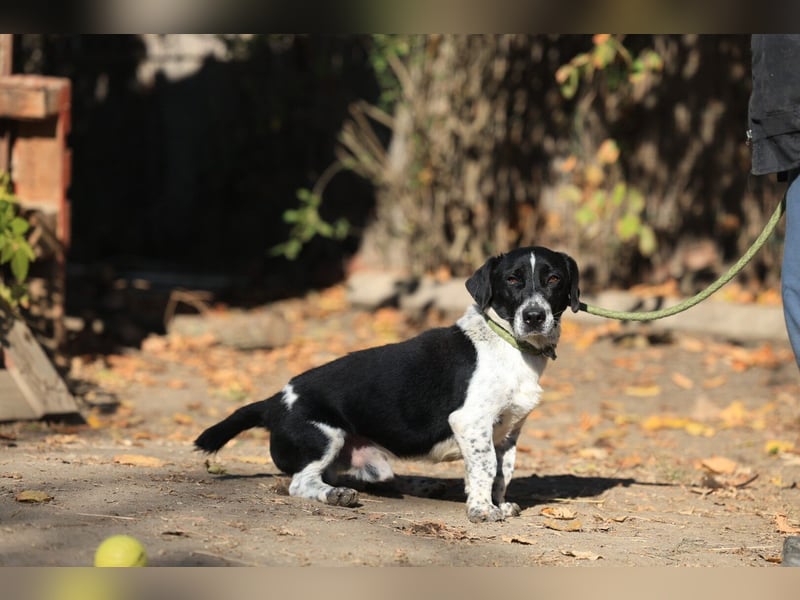 Grisu, toller Kerl im Tierheim, sucht sichere Menschen