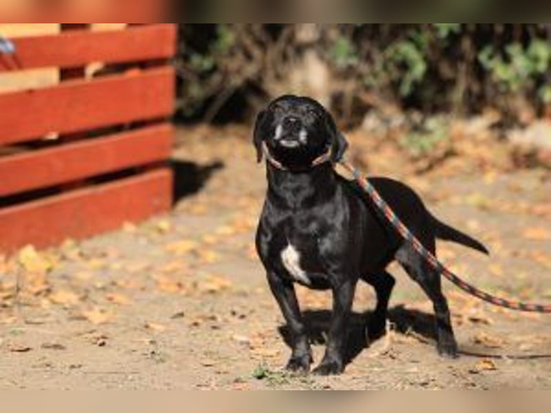 Kristina - Freundlicher Jagdhundmix sucht ein aktives Zuhause