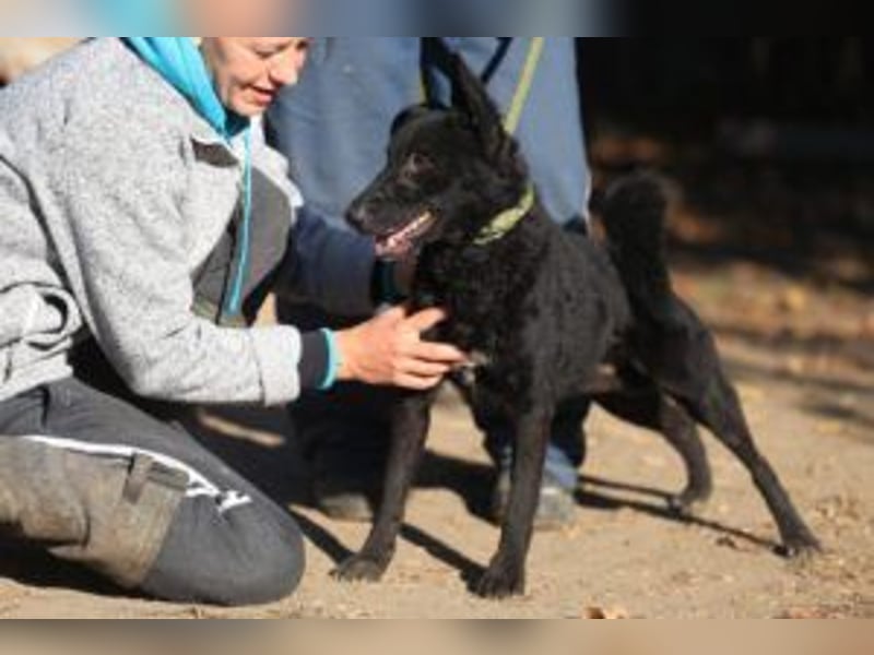 Bruno, lebenslustiger aufmerksamer Kuschelbär