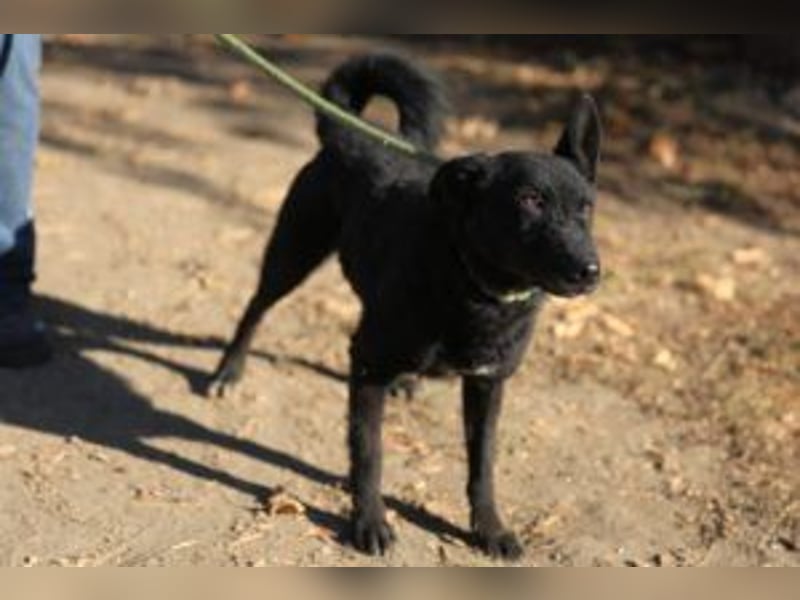 Bruno, lebenslustiger aufmerksamer Kuschelbär