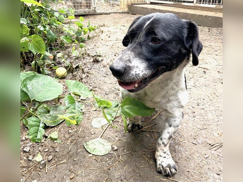 Grisu, toller Kerl im Tierheim, sucht sichere Menschen