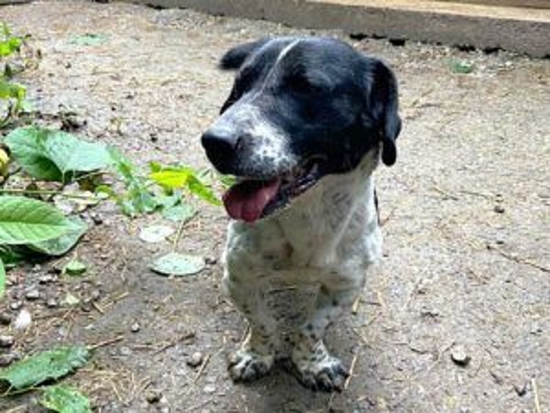 Grisu, toller Kerl im Tierheim, sucht sichere Menschen