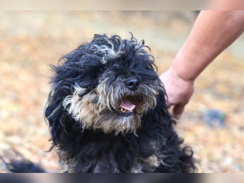 Angsthündin Happy sucht Ihren Lieblingsmenschen