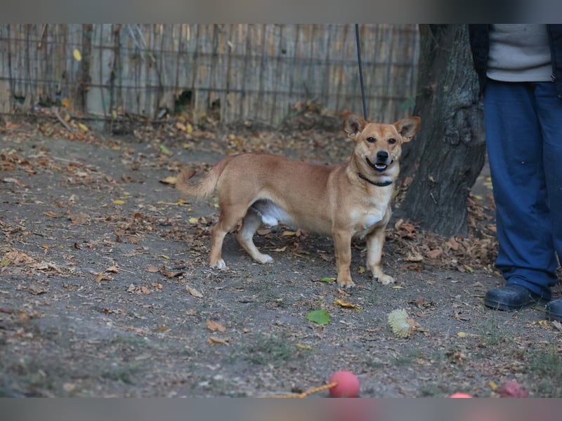 Charly sucht ein schönes Zuhause
