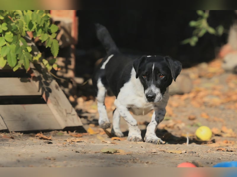 Grisu, toller Kerl im Tierheim, sucht sichere Menschen