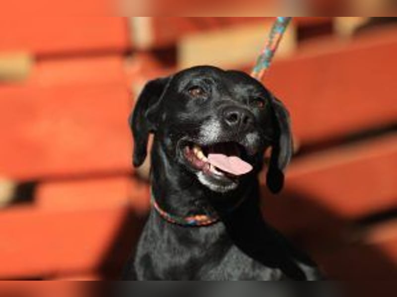 Kristina - Freundlicher Jagdhundmix sucht ein aktives Zuhause