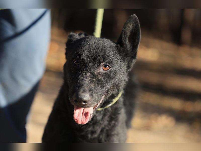 Bruno, lebenslustiger aufmerksamer Kuschelbär