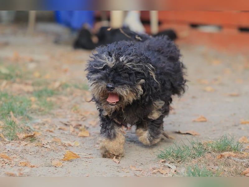 Angsthündin Happy sucht Ihren Lieblingsmenschen