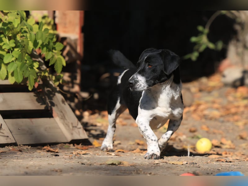 Grisu, toller Kerl im Tierheim, sucht sichere Menschen
