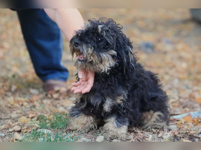 Angsthündin Happy sucht Ihren Lieblingsmenschen