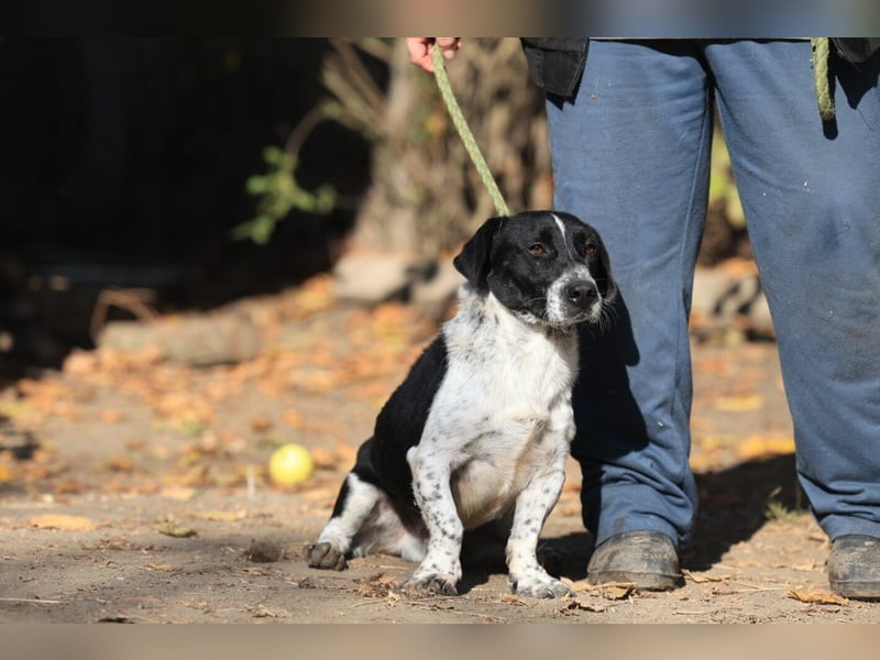 Grisu, toller Kerl im Tierheim, sucht sichere Menschen