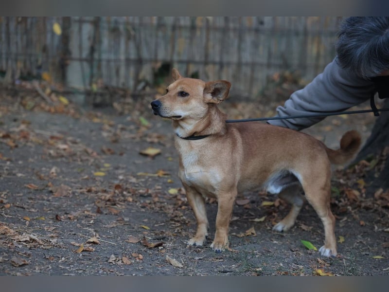 Charly sucht ein schönes Zuhause