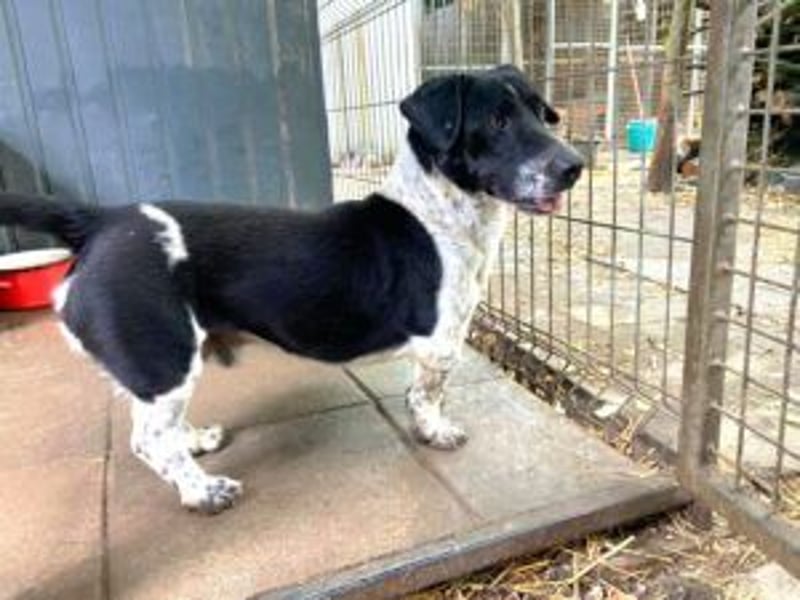 Grisu, toller Kerl im Tierheim, sucht sichere Menschen