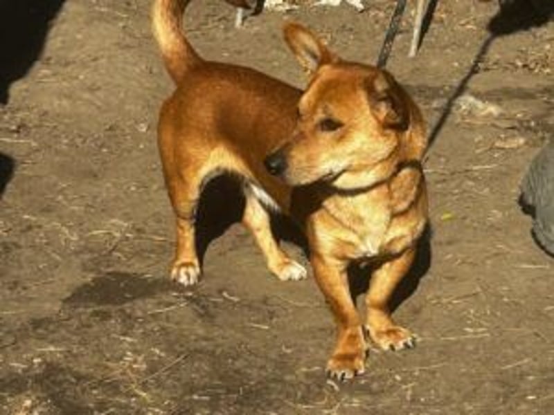 Charly, neu im Tierheim sucht ein schönes Zuhause