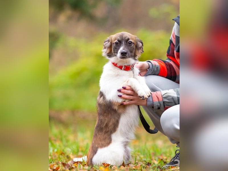 Wunderbare Miya sucht ihre Menschen