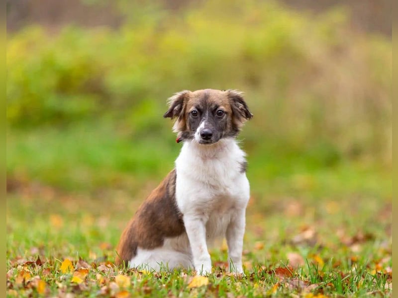 Wunderbare Miya sucht ihre Menschen