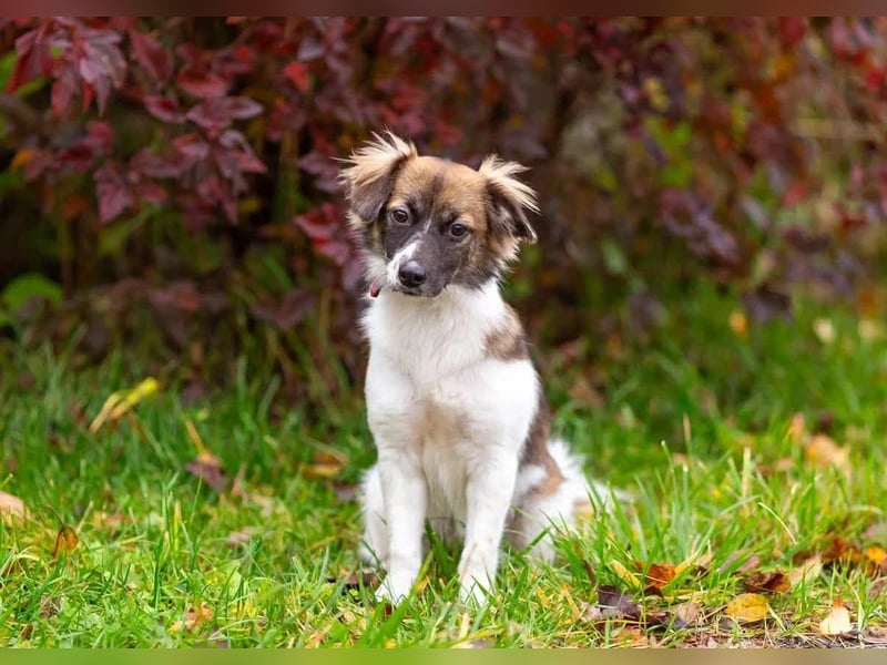 Wunderbare Miya sucht ihre Menschen