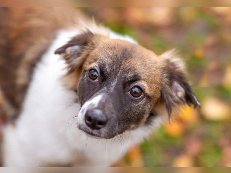 Wunderbare Miya sucht ihre Menschen