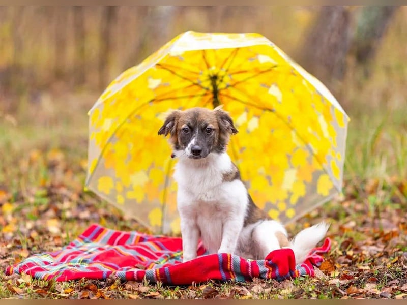 Wunderbare Miya sucht ihre Menschen