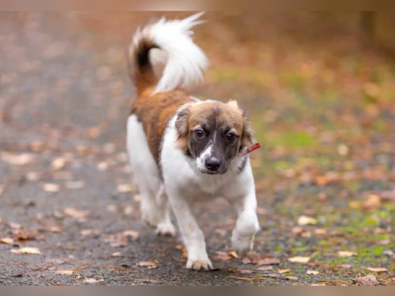 Wunderbare Miya sucht ihre Menschen