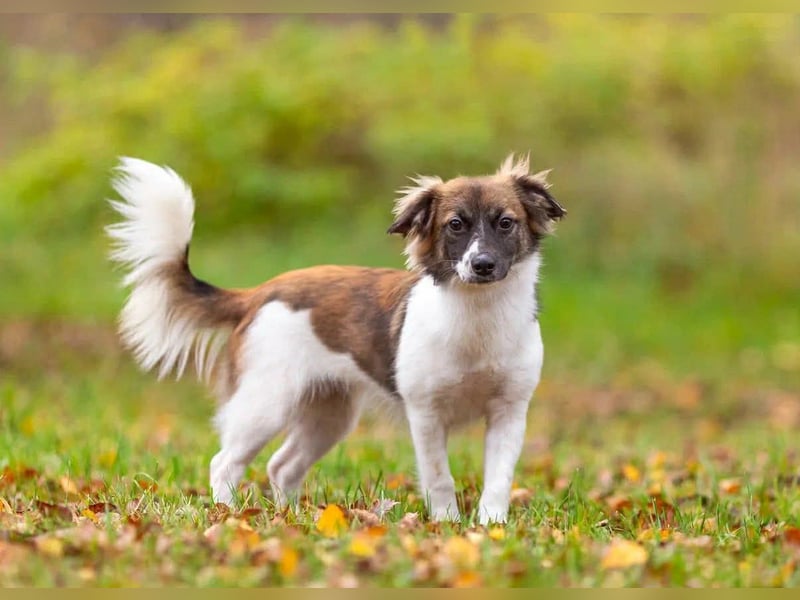 Wunderbare Miya sucht ihre Menschen