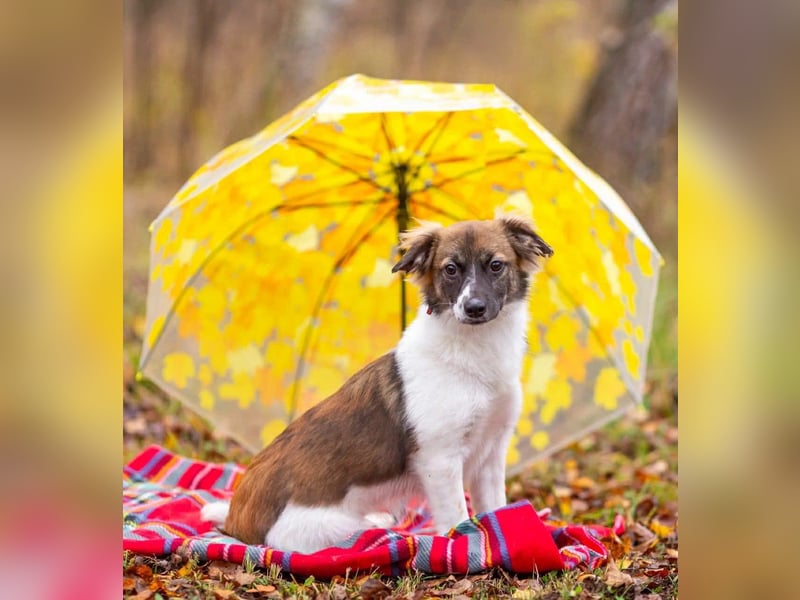 Wunderbare Miya sucht ihre Menschen
