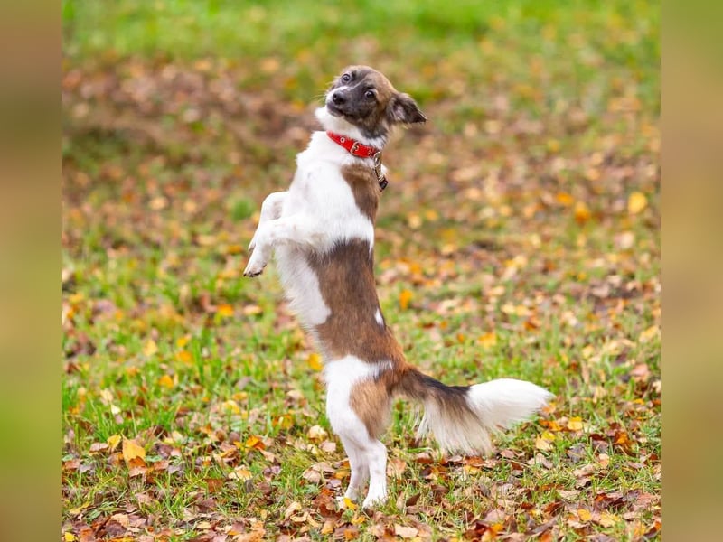 Wunderbare Miya sucht ihre Menschen