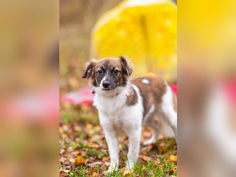 Wunderbare Miya sucht ihre Menschen