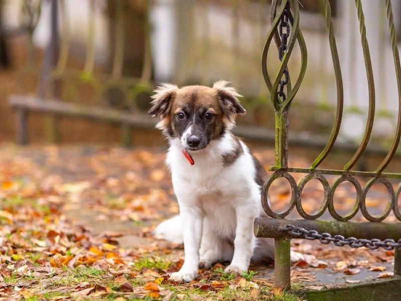 Wunderbare Miya sucht ihre Menschen