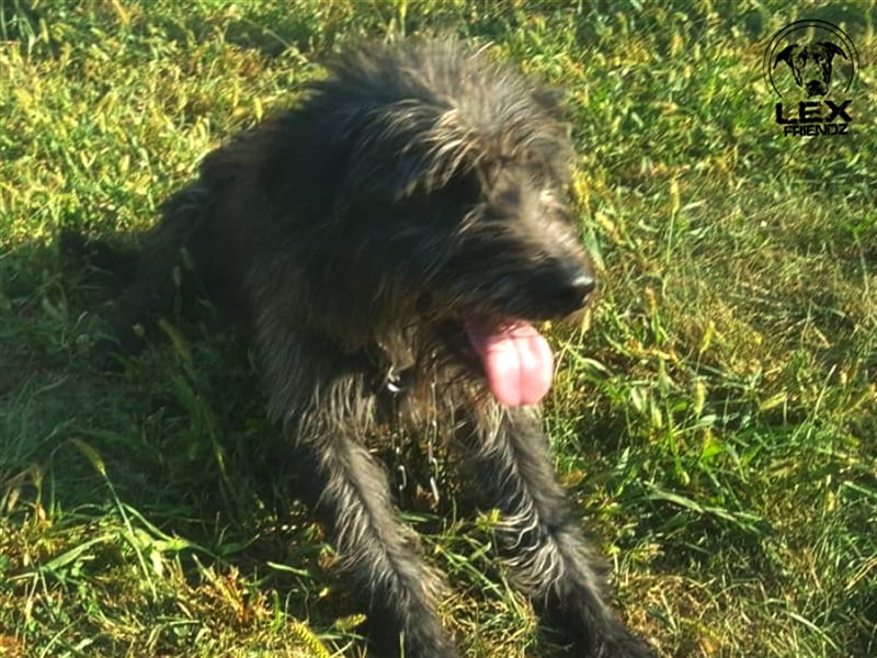 Winnie - ruhiger lieber Kerl