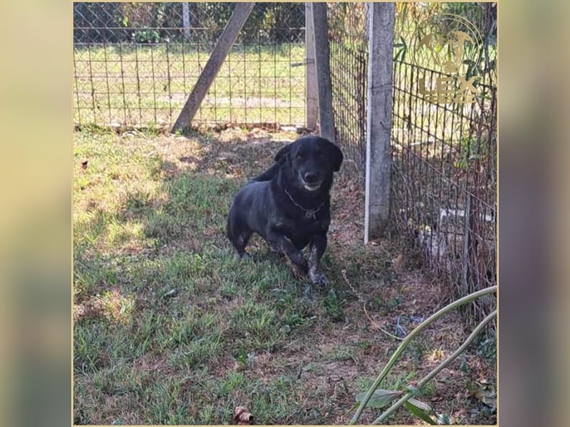 LOTTA - kleiner Schatz sucht zu Hause